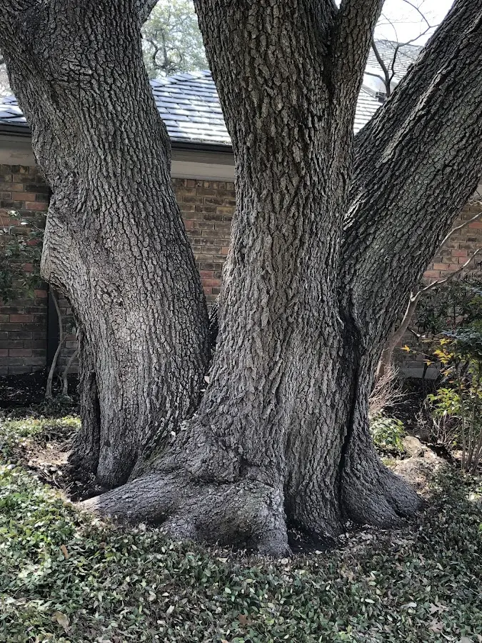 Mature heritage tree close to a Auburn property cared for by certified arborists